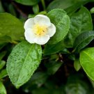Camellia Sinensis The Tea Plant 10 Seeds Fresh Garden