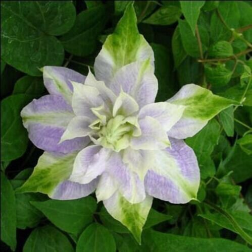 Dbl Purple Green Clematis 25 Seeds Flowers Perennial Fresh Garden