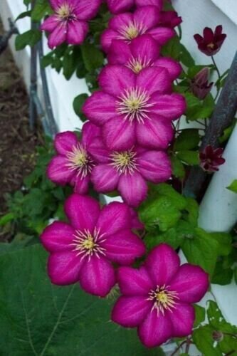 Magenta Clematis 25 Seeds Bloom Flowers Perennial Seed Flower Fresh Garden
