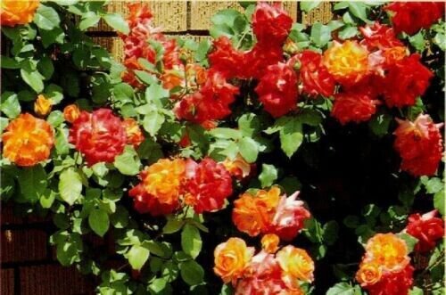 Josephs Coat Climbing Rose Seeds 10 Seeds Fresh Garden