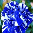 Blue Dragon Rose Seeds 20 Seeds Rare Fresh Garden