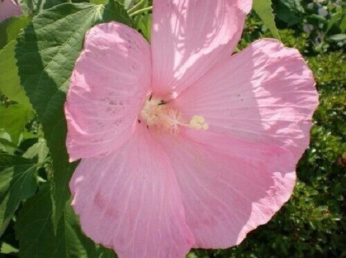 Pink Dinner Plate Hibiscus 20 Seeds Huge 10 12 Inch Flowers Perennial Fresh Garden