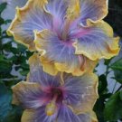 Purple Yellow Hibiscus 20 Seeds Flower Flowers Perennial Fresh Garden