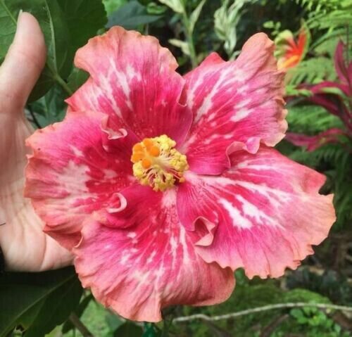 Salmon Pink White Hibiscus 20 Seeds Perennial Bloom Fresh Garden