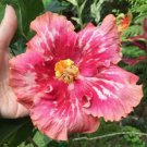 Salmon Pink White Hibiscus 20 Seeds Perennial Bloom Fresh Garden