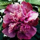 Double Pink Purple Hibiscus 20 Seeds Flowers Flower Seed Perennial Bloom Fresh Garden