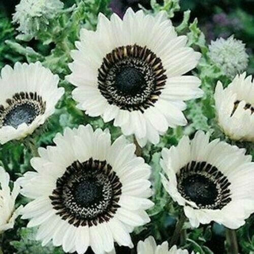 25 Snow White Sunflower Seeds Flowers Seed Flower Perennial Bloom Fresh Garden