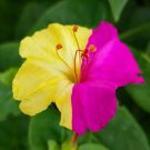 Marvel Of Peru Four O' Clock Seeds Mirabilis Broken Colors 20 Seeds Fresh Garden