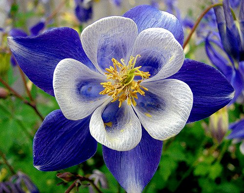 Bright Blue White Columbine Seeds Flower Perennial Flowers 50 Seeds Fresh Garden