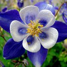 Bright Blue White Columbine Seeds Flower Perennial Flowers 50 Seeds Fresh Garden