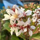 Indian Hawthorn Rhaphiolepis Indica 50 Seeds Fresh Garden