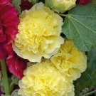 Golden Yellow Hollyhock Seeds Perennial Flower Flowers 25 Seeds Fresh Garden