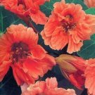 Salmon Baby Nasturtium Seeds Tropaeolum Majus Annual 10 Seeds Fresh Garden