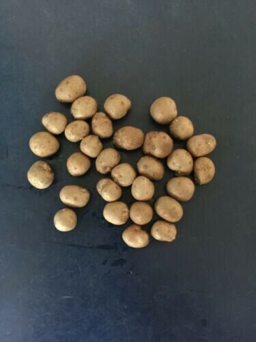 2022 Non Gmo Jicama Mexican Yam Bean Organic 50 Seeds Fresh Garden