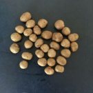 Organic Garbanzo Beans Dried Dry Garbanzo 50 Sprouting Seeds Grow Sprouts Fresh Garden