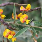 Cajanus Cajun Pigeon Pea Gandules Seed Exotic Edible Beans Rare 50 Seeds Fresh Garden