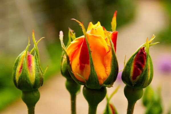 10 Yellow Rose Seeds Flower Bush Perennial Bloom Shrub Flowering Seed Fresh Garden