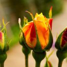 10 Yellow Rose Seeds Flower Bush Perennial Bloom Shrub Flowering Seed Fresh Garden