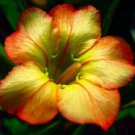 10 Double Yellow Orange Angel Trumpet Seeds Brugmansia Datura Flower Seed Fresh Garden