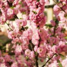 10 Flowering Almond Prunus Triloba Plum Rose Tree Double Pink Flower Shrub Seed Fresh Garden