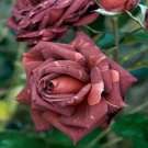 10 Brown Pink Rose Seeds Flower Bush Perennial Bloom Shrub Fresh Garden