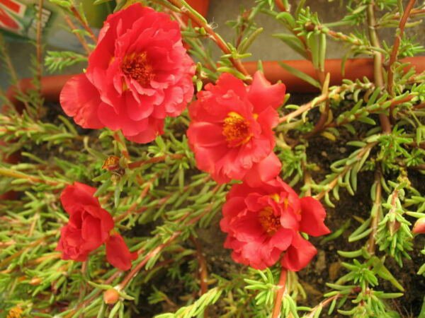 100 Red Portulaca Grandiflora Moss Rose Flower Seeds Fresh Garden