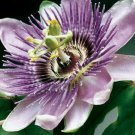 10 Purple Grandilla Passion Flower Passiflora Incarnata Seeds Fresh Garden