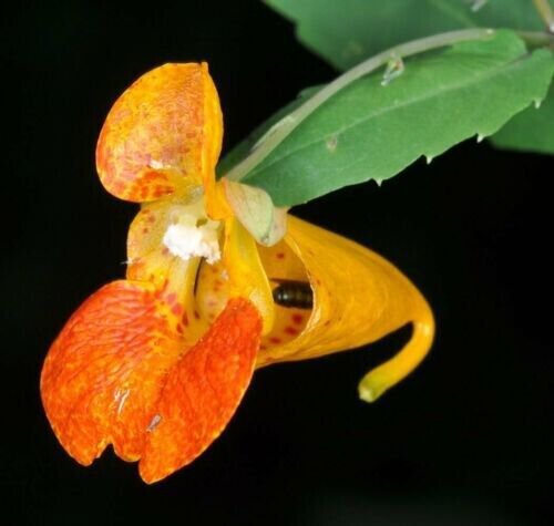10 Seeds (Impatiens Capensis) Touch Me Not Fresh Garden