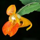 10 Seeds (Impatiens Capensis) Touch Me Not Fresh Garden