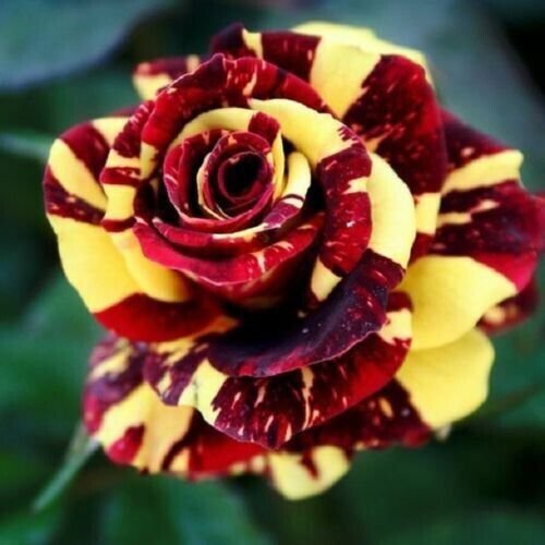 10 Red Yellow Rose Seeds Flower Bush Flowers Shrub Perennial Fresh Garden