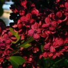10 Red Geranium Seeds Perennial Flowers Seed Bright Flower Bloom Fresh Garden
