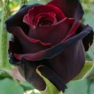 10 Red Black Rose Seeds Flower Bush Perennial Bloom Shrub Flowering Fresh Garden