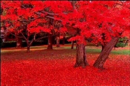 25 Carolina Red Scarlet Maple Tree Acer Rubrum Seeds Fresh Garden