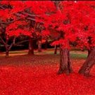 25 Carolina Red Scarlet Maple Tree Acer Rubrum Seeds Fresh Garden