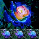 Mystic Blue Pink Color Rose Bush Flower Home Planting 10 Seeds Fresh Garden