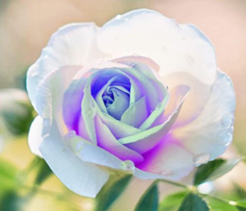 Rare German White Delight Rose Flower 10 Seeds Fresh Garden