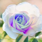 Rare German White Delight Rose Flower 10 Seeds Fresh Garden