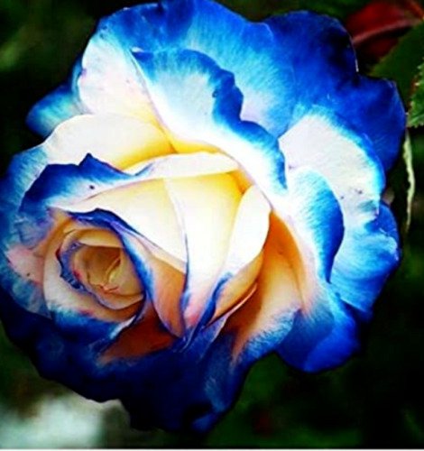 Rare English Vitti Blue Rose Flower Plant 10 Seeds Fresh Garden