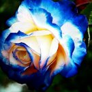 Rare English Vitti Blue Rose Flower Plant 10 Seeds Fresh Garden