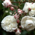 Aimee Climbing Fragrant Rose 10 Seeds Fresh Garden