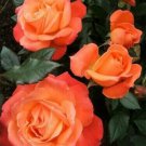 10 Coral Pink Rose Seeds Flower Bush Perennial Bloom Shrub Fresh Garden