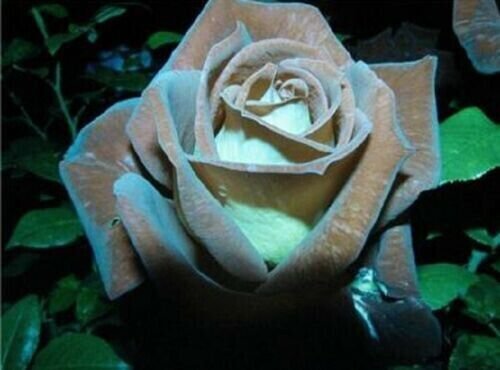 10 Chocolate Mint Rose Seeds Flower Bush Perennial Shrub Flowers Fresh Garden