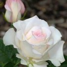 10 White Soft Pink Rose Seeds Flower Bush Perennial Bloom Shrub Flower Fresh Garden