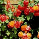 Josephs Coat Climbing Rose 10 Seeds Fresh Garden