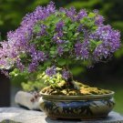 Purple Lilac Bonsai Seeds Purple Blooming Bonsai Tree 30 Seeds Fresh Garden