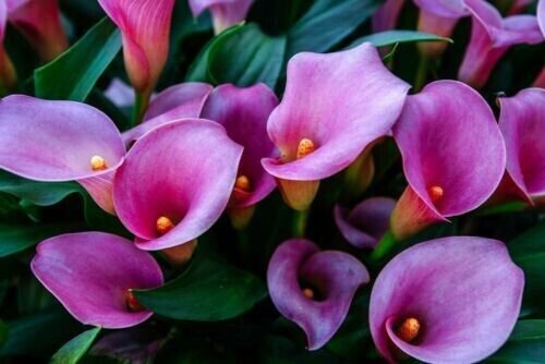 Purple Calla Lily Flowers 10 Seeds Zantedeschia Aethiopica Fresh Garden