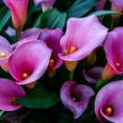Purple Calla Lily Flowers 10 Seeds Zantedeschia Aethiopica Fresh Garden