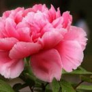 Peony Seeds Mouton Peony Flower 10 Seeds Fresh Garden