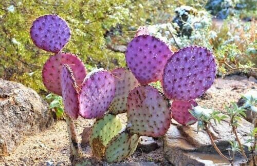 Opuntia Violacea Santa Rita Purple Colored Ornamental Cactus 25 Seeds Fresh Garden