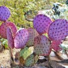 Opuntia Violacea Santa Rita Purple Colored Ornamental Cactus 25 Seeds Fresh Garden
